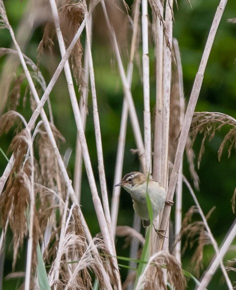 Grasshopper warbler II-9619