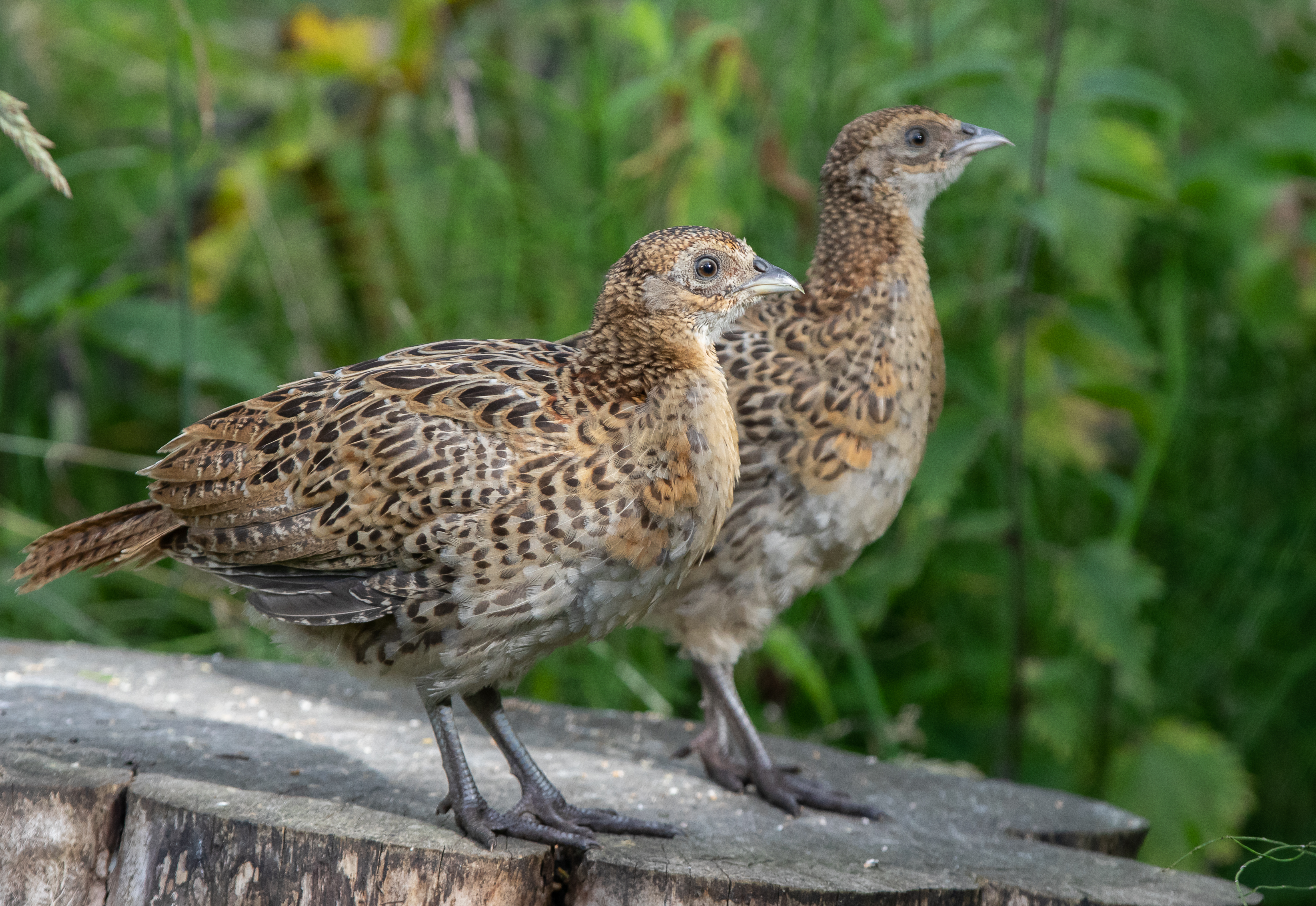 2 Upright phezzy chicks-0551