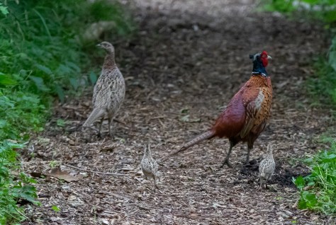 Pheasant family-0103