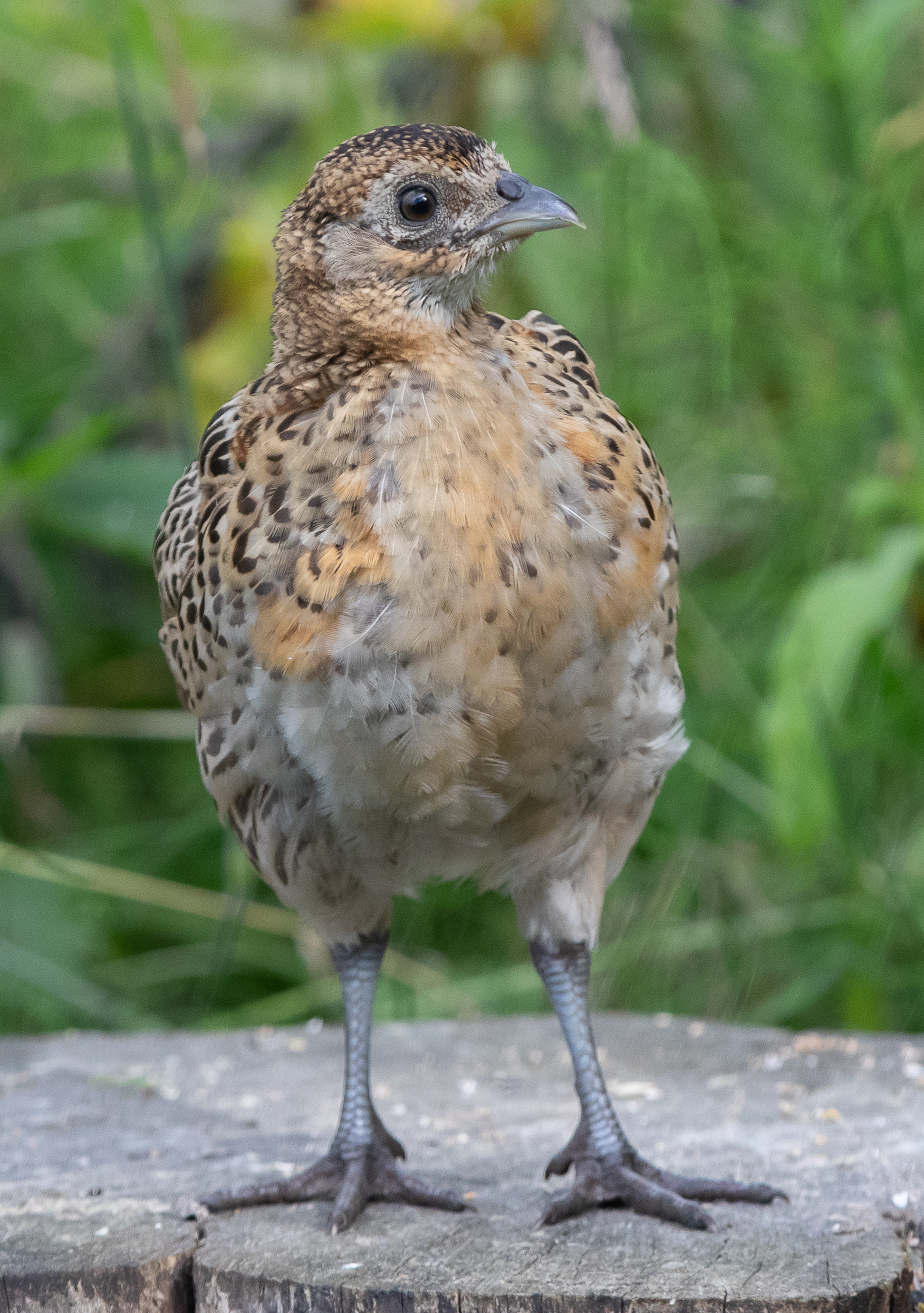 Upright phezzy chick-0542