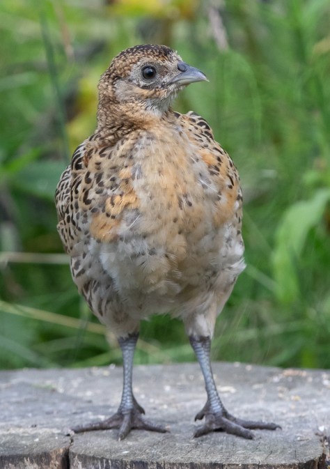 Upright phezzy chick-0542