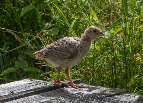 Young pheasant-0500