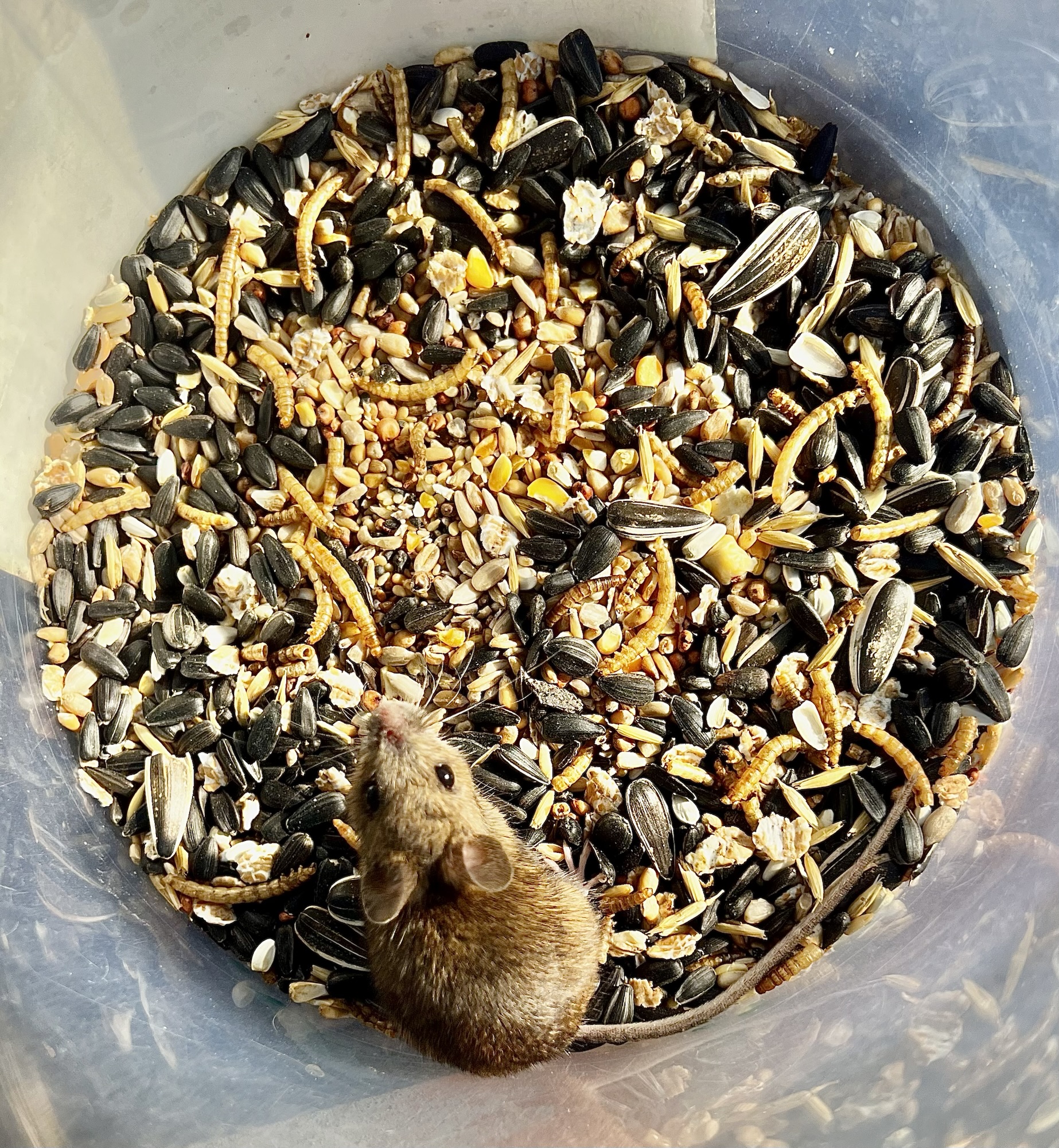 Mouse Kibble House of mouse | petesbogblog