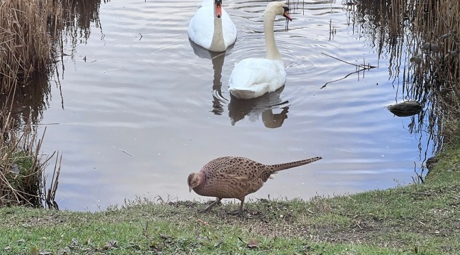 The ascent of Charles the third